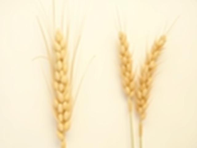 Artistic side-by-side comparison illustrating a tall, slender modern wheat stalk versus a stockier, more robust ancient Einkorn wheat stalk, highlighting their distinct forms and natural beauty.